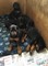 Regalo Impresionantes registrado Doberman cachorros - Foto 1