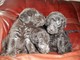 Regalo lebrel de bedlington cachorros su adopcion