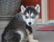 Regalo lindos cachorros Siberian Husky - Foto 1