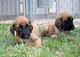 Regalo maravillosos cachorros afgano disponibles - Foto 1
