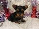 Regalo mini yorkshire terrier yorkie con pedigree regalo mini yor