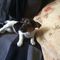 Regalo miniatura de de gato russell cachorro