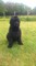 Regalo Negro Ruso de Terrier cachorros - Foto 1