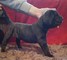 Regalo pura calidad cane corso cachorros