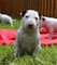 Regalo registrados Bull Terrier de guapos cachorros - Foto 1