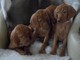 Regalo registrados húngaro Vizsla Cachorros - Foto 1