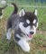 Regalo Siberiana Husky cachorros Listo - Foto 1