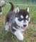 Regalo siberiana husky cachorros listo