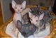 Regalo sphynx gatitos macho y hembrag