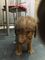 Regalo Terrier de Bedlington cachorros - Foto 1