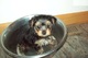 Regalo yorkshire terrier cachorros de excelente calidad - Foto 1