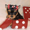 Regalo yorkshire terrier yorkie cachorros para la adopción