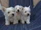 West highland terrier cachorros