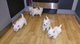West highland terrier cachorros disponibles