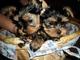 Yorkshire terrier miniatura una camada de hermosos cachorros york