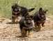 Cachorros de pastor Alemán con una belleza de la marca de la nat - Foto 1