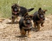 Cachorros de pastor alemán para decir