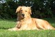K. C. Registrados Golden Retriever cachorros en venta - Foto 1