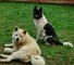 Los cachorros akita hermosas kc reg para la venta