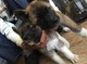 Los cachorros Akita japonés - Foto 1