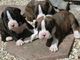 Los cachorros boxer K C Reg Desde Mostrar líneas para venta - Foto 1