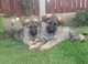 Los cachorros de pastor alemán para la venta - Foto 1