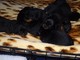 Los cachorros de Rottweiler para la venta - Foto 1