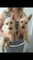 Masculinos wheaton terriers escoceses, kc registrado para la vent