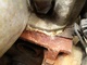Motor completo 1588260 tipo