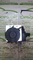 Abs de fiat bravo