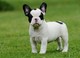 Bulldog francés lindo - Foto 1