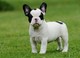Bulldog francés lindo