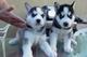 Cachorros husky siberiano con pedigree