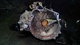 Caja cambios de hyundai accent id118034