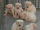 Excelentes cachorros de labrador retriever para la re-homing