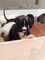 Se venden cachorros boxer - Foto 1