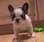 Vendo Bulldog Francés con pedigree - Foto 1