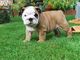 2 Gorgeous Bulldog varones - Foto 1