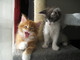 3 gatitos macho hermoso Chunky Gatitos Ragdoll - Foto 1