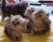 4 gatitos de pura raza persa