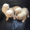 4 hermosas los cachorros samoyedo para la venta