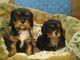 Adorables cachorros cavalier king charles spaniel boy