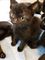 Amistoso gatito bombay boy hombre negro mullido