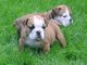 Asombrosos dos bulldog inglés cachorros disponibles