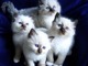 Birman gatitos