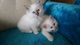 Birman gatitos impresionantes