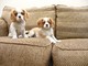 Blenheim y tri cavalier king charles cachorros