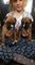 Boxer cachorros adopción - Foto 1