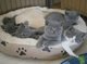 Bsh Prachtige Kittens - Foto 1