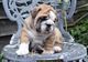 Cachorros de bulldog inglés